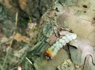 Vrz&uacute;nik Monochamus galloprovincialis 