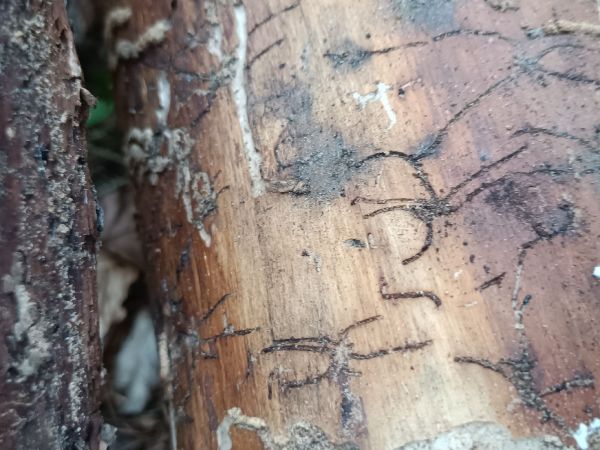 Six-toothed spruce bark beetle