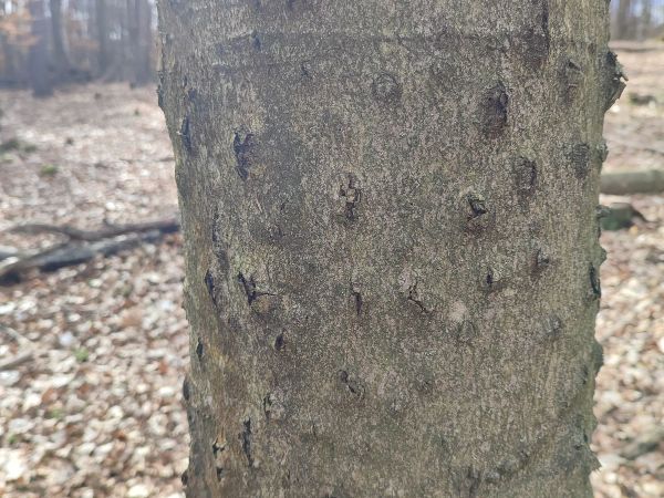 Beech bark beetle