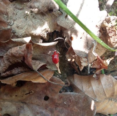 A - nie je v datab&aacute;ze