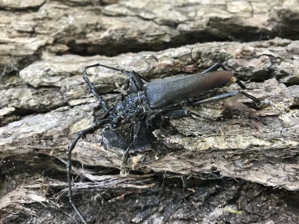 Great capricorn beetle