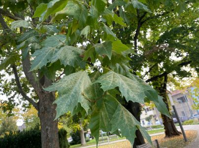 Sietnička platanov&aacute;