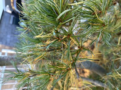 Sypavka borovicov&aacute;