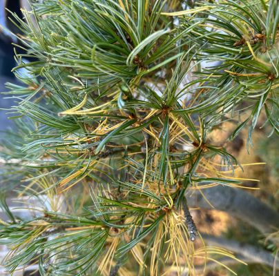 Lophodermium pinastri 