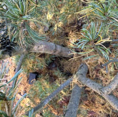 Lophodermium pinastri 