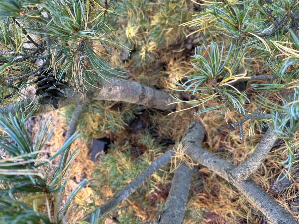 Pine needle cast
