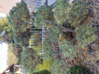 Sypavka borovicov&aacute;