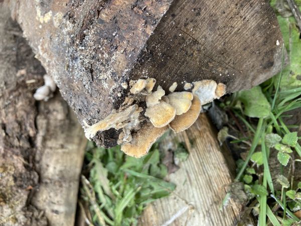 Trametes wood decay
