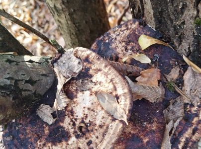 Sieťkovček červenkast&yacute;