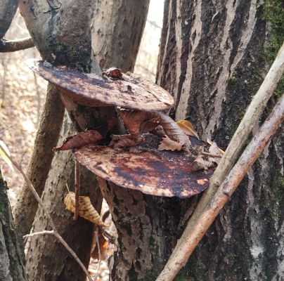 Daedaleopsis confragosa 