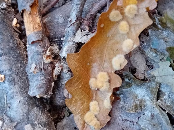 Gall midge Dryomyia circinans