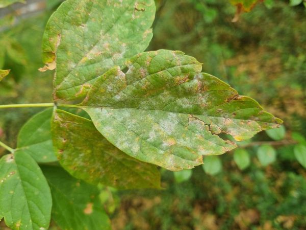 Powdery mildew of field maple