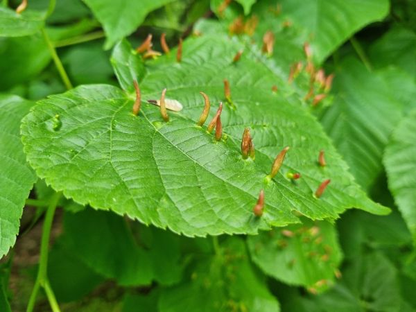 Gall mite Eriophyes tiliae