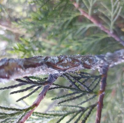 A - nejednoznačne určen&yacute;, nie sme si ist&iacute;