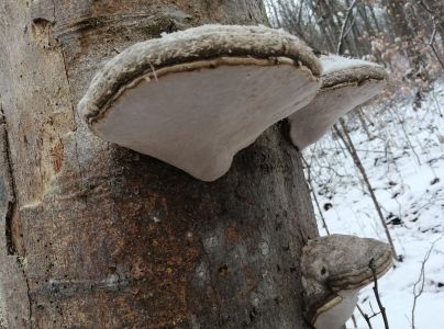 Pr&aacute;chnovec kopytovit&yacute;