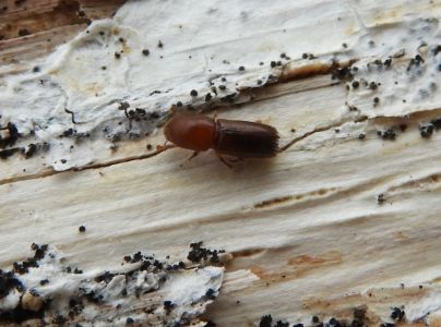 Drvin&aacute;rik pňov&yacute;