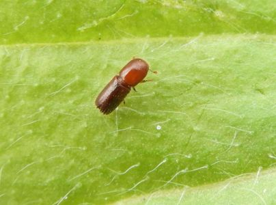 Drvin&aacute;rik pňov&yacute;