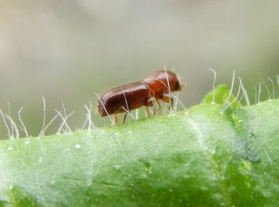 Drvin&aacute;rik pňov&yacute;