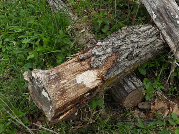 Mediterranean oak borer