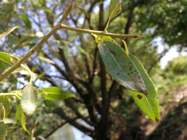 Marssonina leaf spot on salix