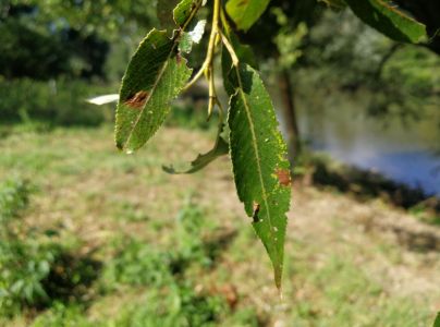 Marson&iacute;na vŕbov&aacute;