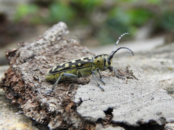 Ladder-marked longhorn beetle