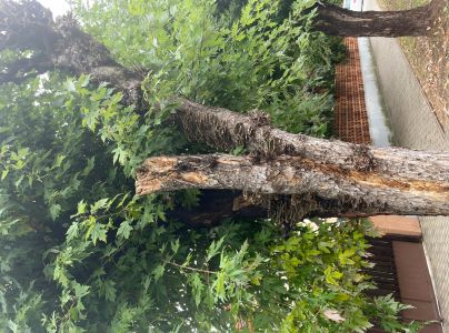 Tr&uacute;dnikovec pestr&yacute;