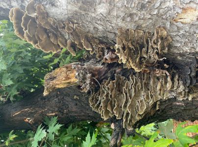 Tr&uacute;dnikovec pestr&yacute;