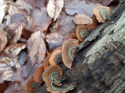 Pevn&iacute;k chlpat&yacute;