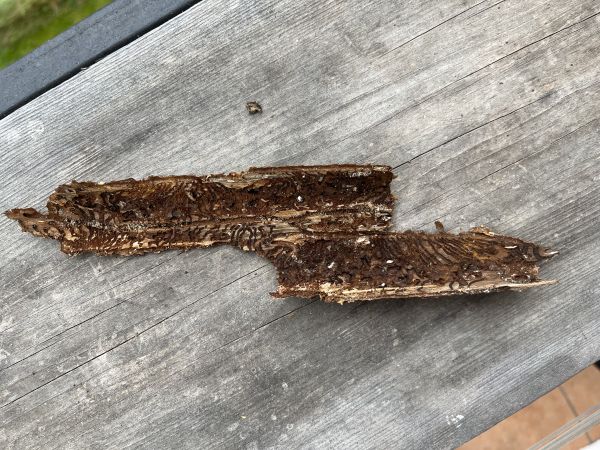 European spruce bark beetle