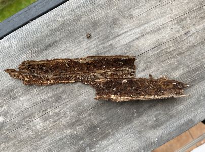 Lykožr&uacute;t smrekov&yacute;