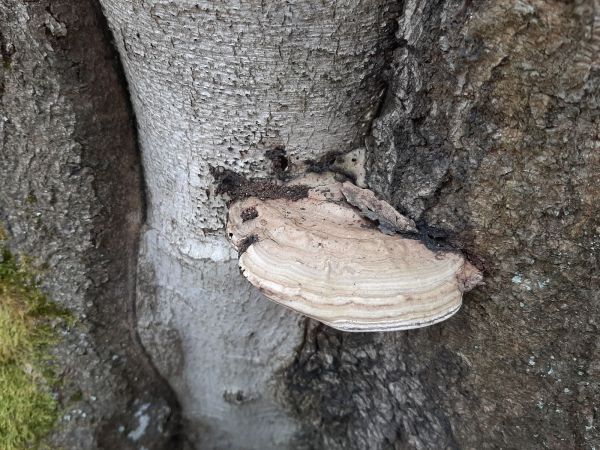 Ganoderma applanatum (= lipsiense)