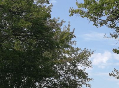 Spriadač americk&yacute;