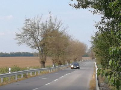 Spriadač americk&yacute;