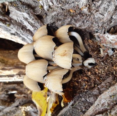 A - nie je v datab&aacute;ze