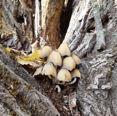 A - nie je v datab&aacute;ze