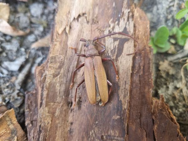 Grain support beetle 