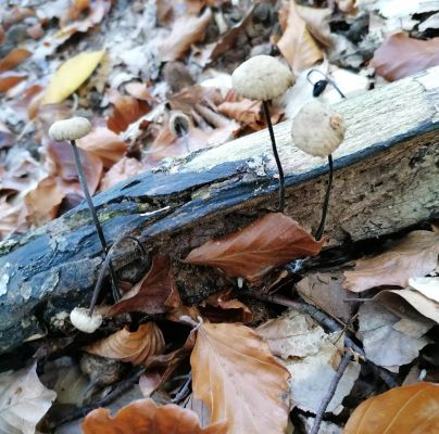 A - nie je v datab&aacute;ze