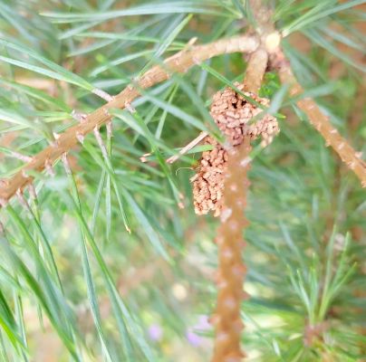 Acantholyda hieroglyphica 