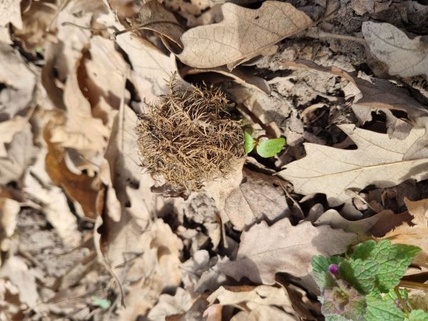 Gall wasp Andricus caputmedusae