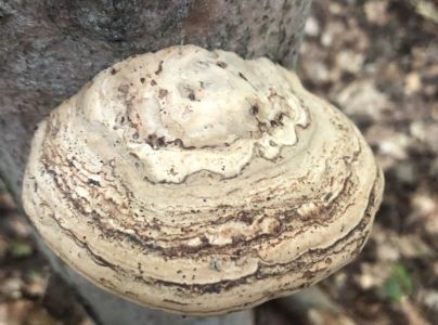 Pr&aacute;chnovec kopytovit&yacute;