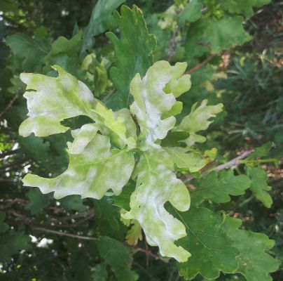 Microsphaera alphitoides