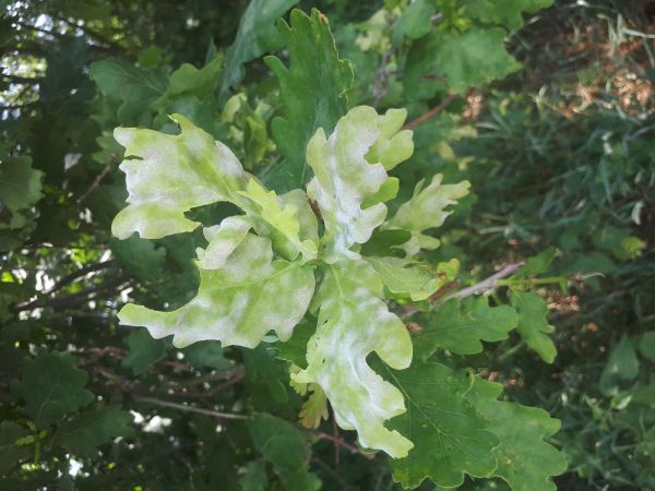 Oak powdery mildew