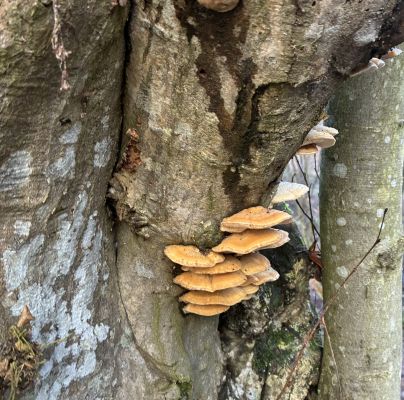 A - nie je v databáze