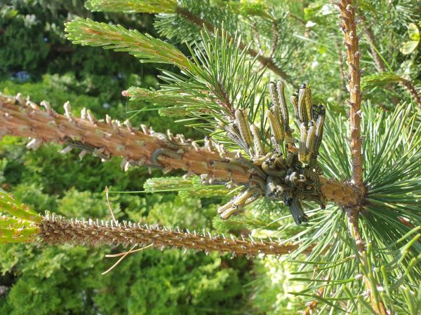 European pine sawfly