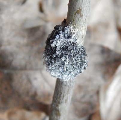 A - nejednoznačne určen&yacute;, nie sme si ist&iacute;