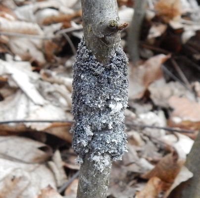 A - nejednoznačne určen&yacute;, nie sme si ist&iacute;