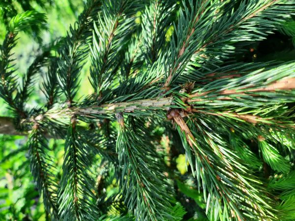 Spruce Bud Scale
