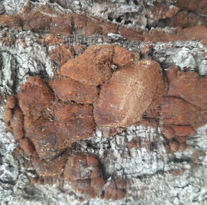 A - nejednoznačne určen&yacute;, nie sme si ist&iacute;