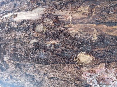 Fuz&aacute;č k&ocirc;rov&yacute;